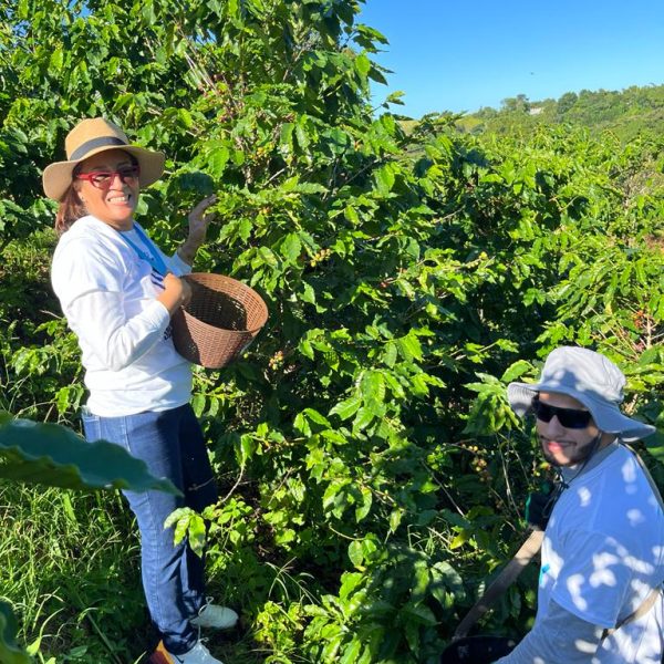 Recogido de Café